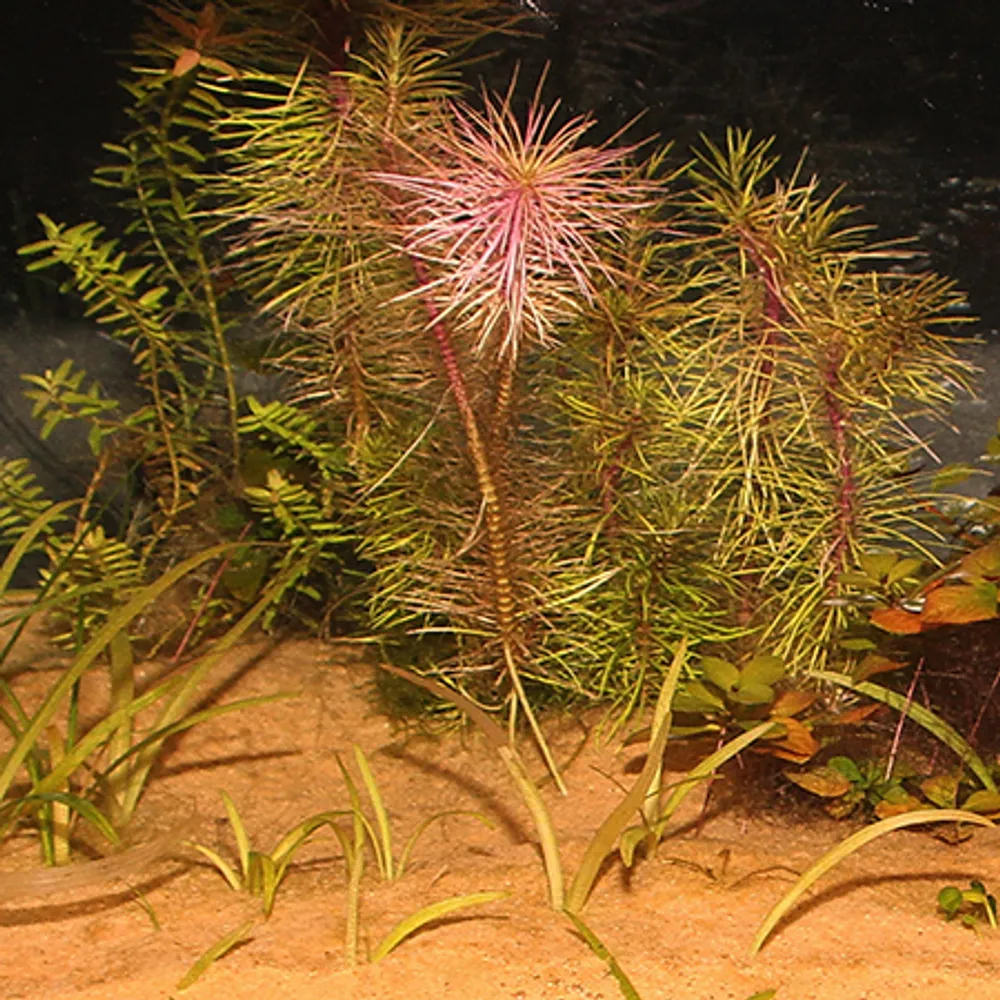 Jbl Sansibar Orange 5 kg Akvariegrus